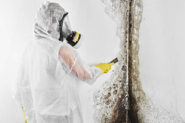 Best Residential Mold Remediation in Yorba Linda, CA