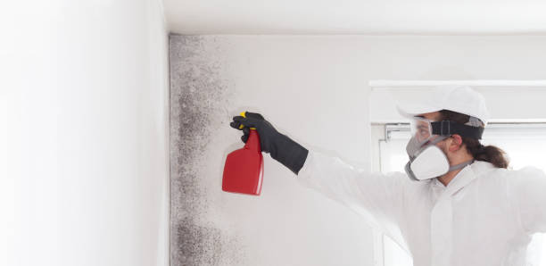 Professional Mold Remediation in Yorba Linda, CA